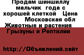 Продам шиншиллу-мальчик-3года,с хорошей клеткой › Цена ­ 4 000 - Московская обл. Животные и растения » Грызуны и Рептилии   